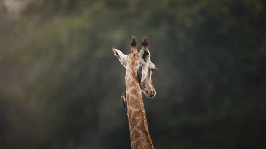 A giraffe with a huge neck and two birds hanging from its neck and it swings and one of them falls