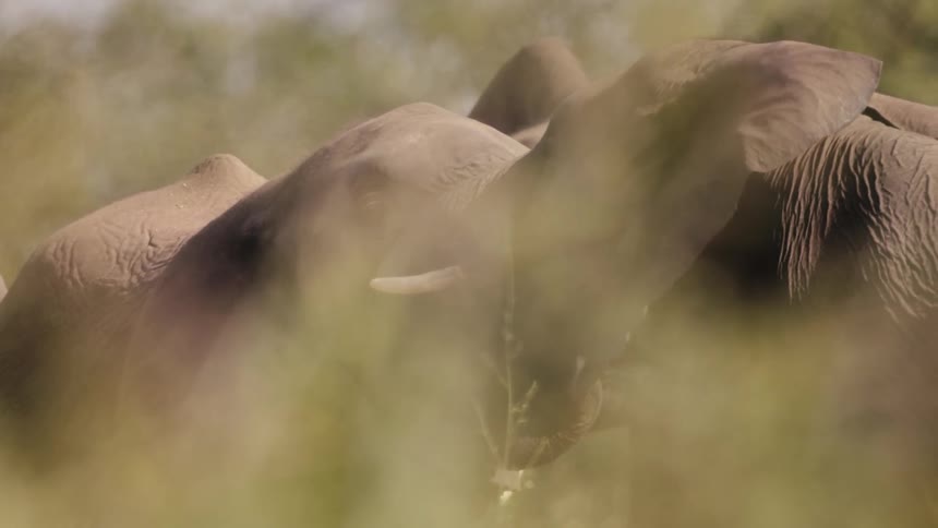 Two elephants interacting partially obscured by outoffocus foliage in the foreground