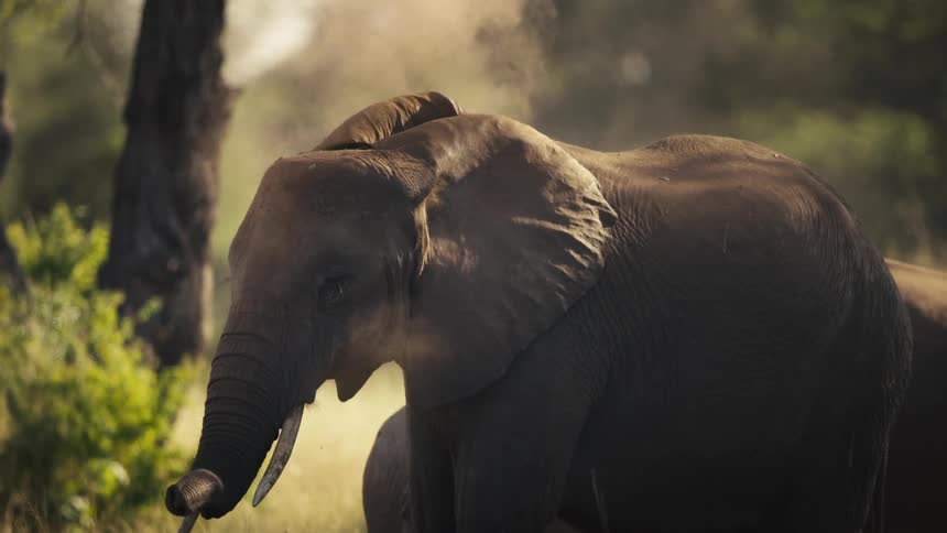 An elephant on a plain in a forest blows dirt into the air with its trunk