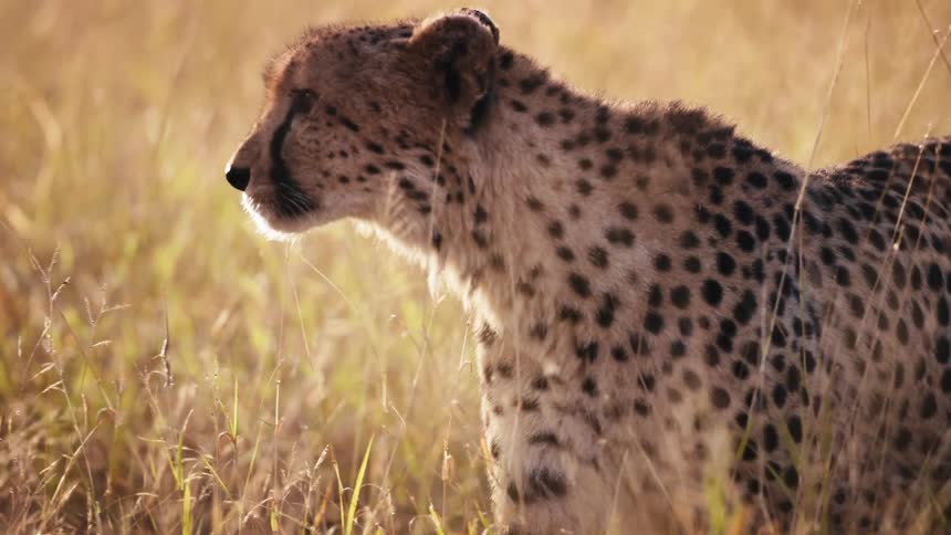Cheetah walking slowly through tall grass on a bright day