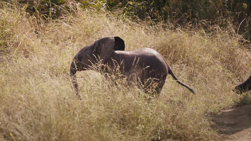 A baby elephant walking in a savannah next to an adult elephant that is accompanying it