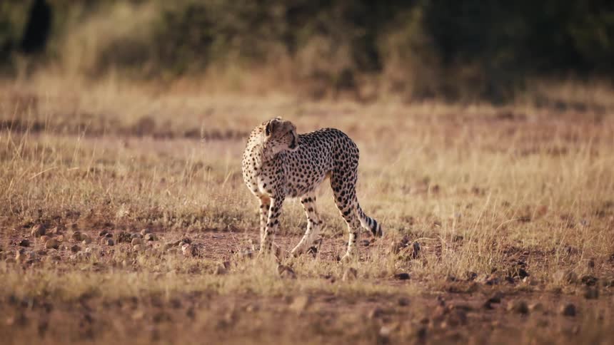 Cheetah glances around while walking across a field on the savanna