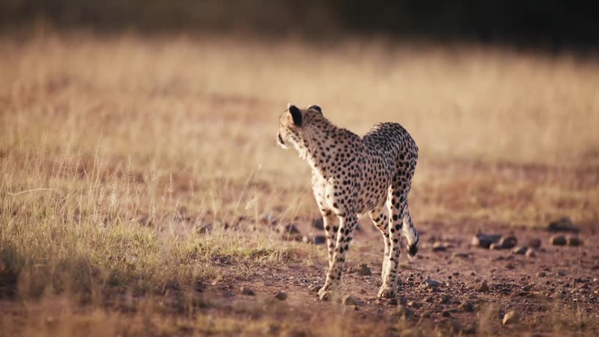 A cheetah walks across a grassland in slow motion