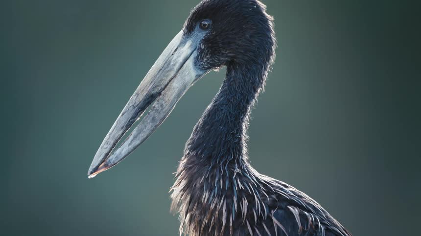 Bird with long beak watching