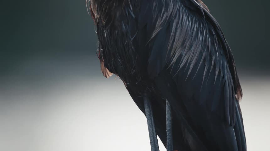 African openbill perching on a stump surrounded by fog