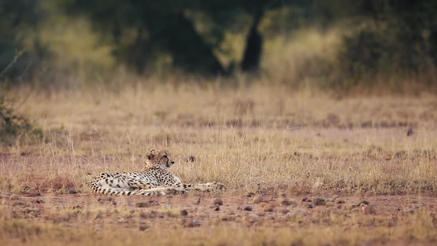 A cheetah rests in the tall grass