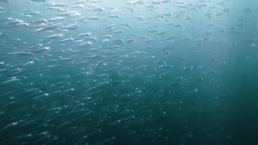 School of fish swimming together with reflection of sunlight