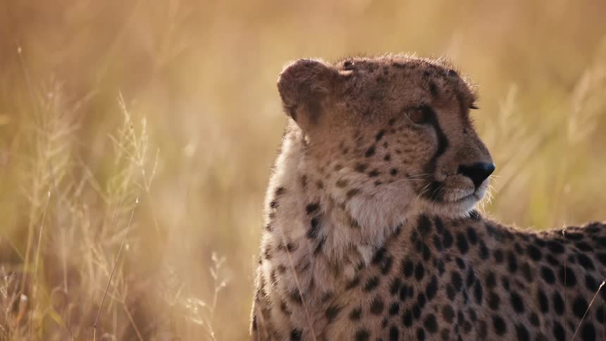 A cheetah in a savannah in the middle of the vegetation is looking to the sides