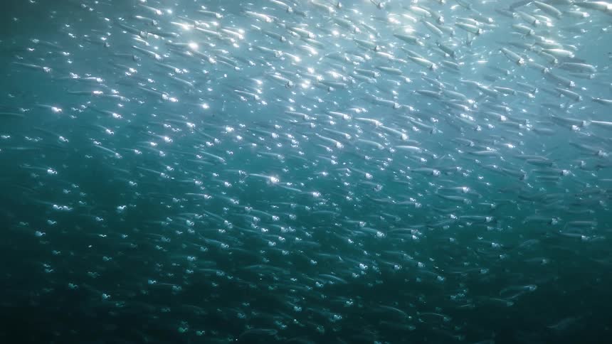 School of silver fish in the ocean