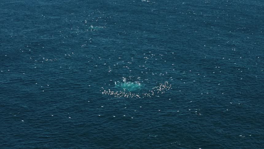 White birds towards the ocean water