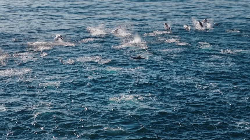 Bird flies over a pod of dolphins leaping through the air while traveling near the ocean surface