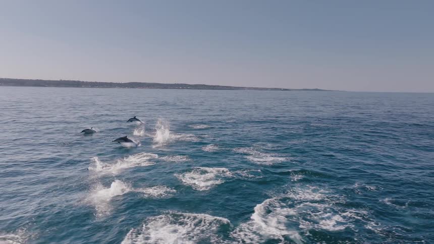 Aerial view of a pod of dolphins jumping in the ocean waters