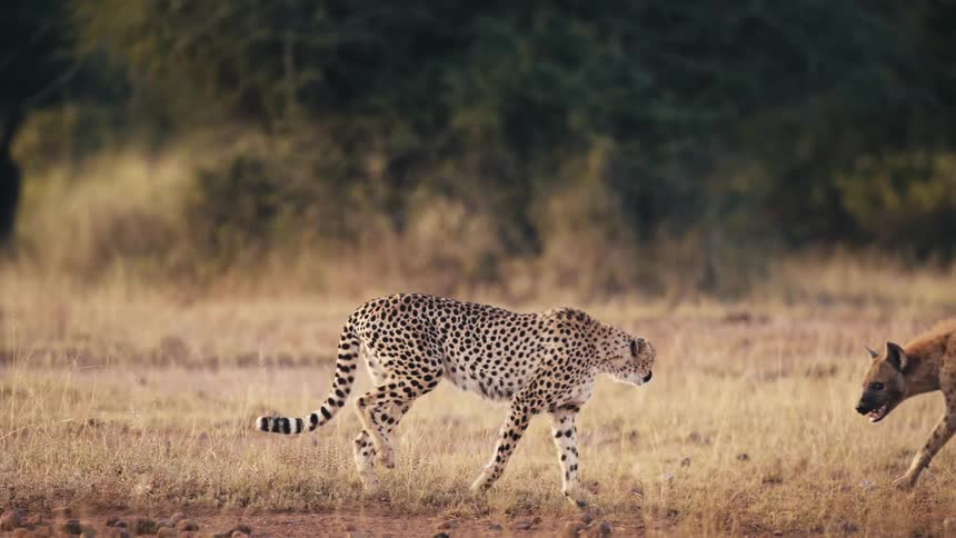 A hyena and a cheetah walking side by side in a grassy field