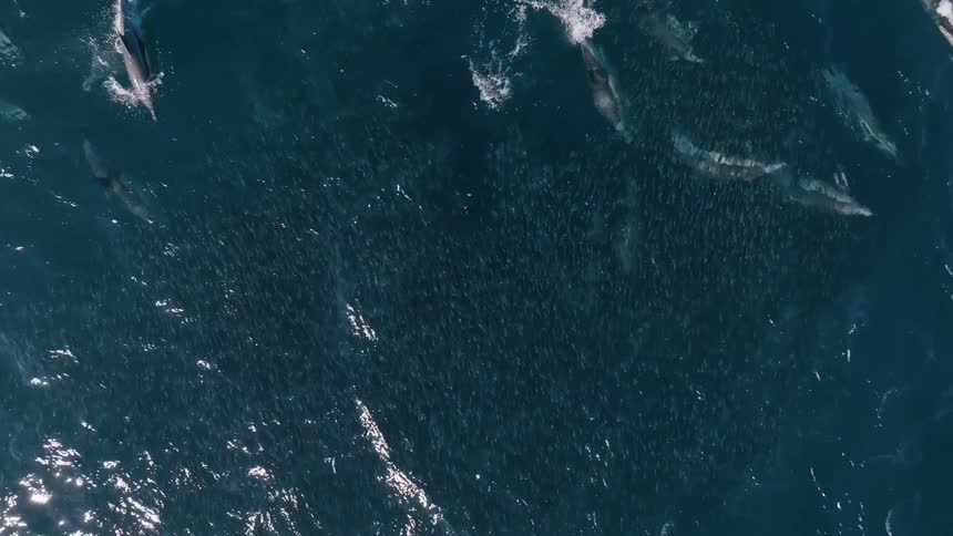 Group of dolphins swimming together near the surface