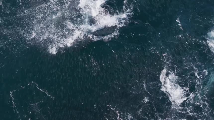 A pod of dolphins jumping and circling a school of fish scaring them out of the water
