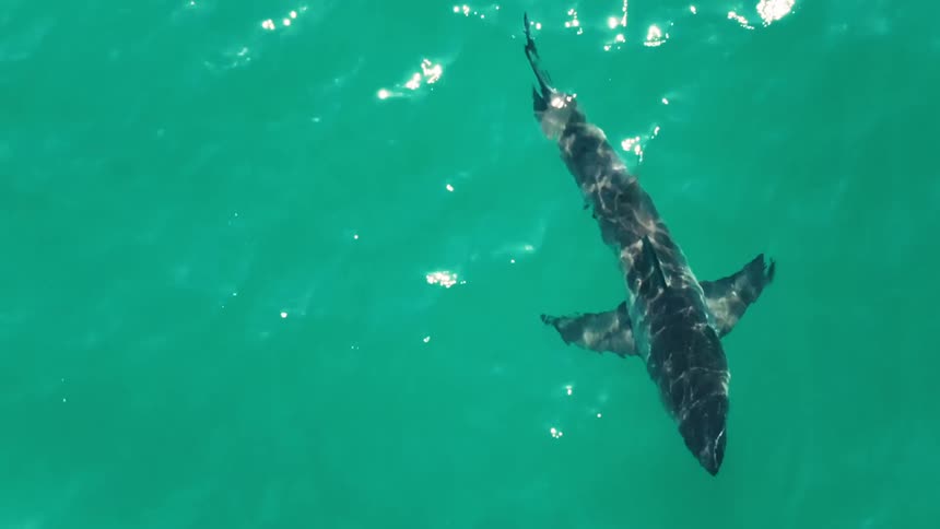Top view of a solitary shark swimming near the ocean surface