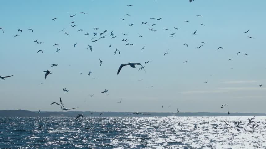 A flock of birds fly over the ocean