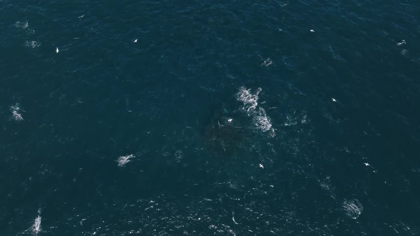 Aerial view of seagulls flying above dolphins