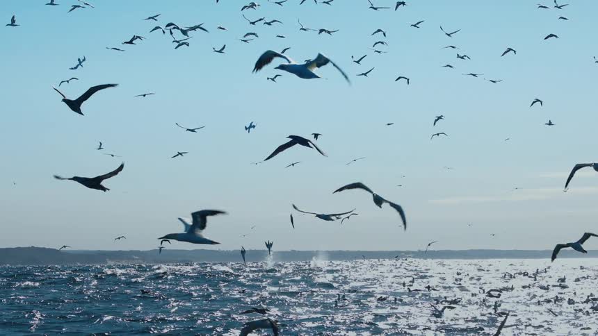 Birds flying over a body of water under a clear sky