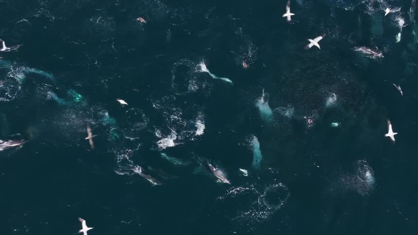 Top view of dolphins swimming on the surface and seagulls flying nearby