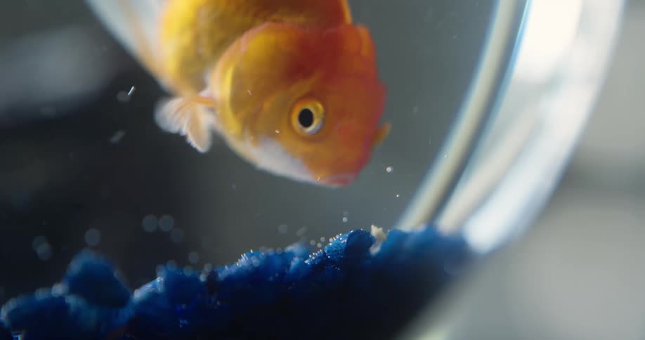 A goldfish swims in its bowl