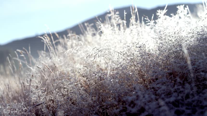 Close up of frozen plants