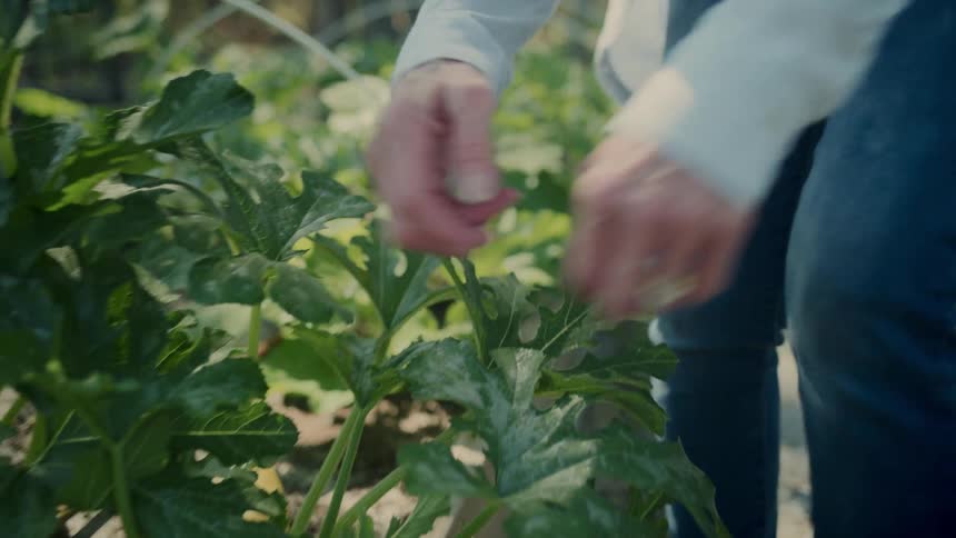 Woman picks a squash from her garden