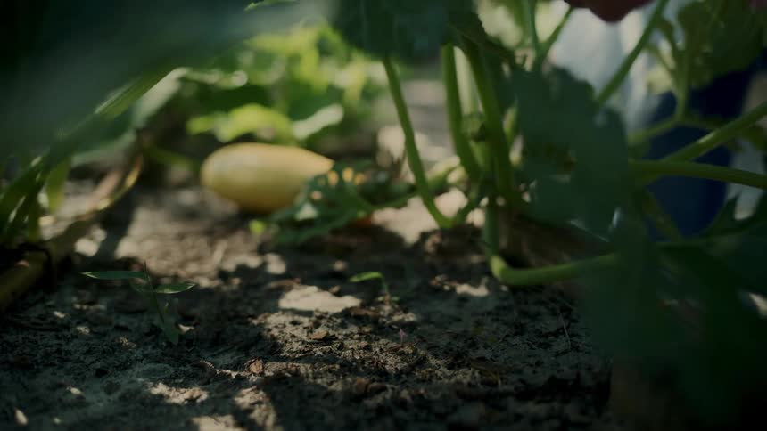 Hand picking a vegetable in the garden