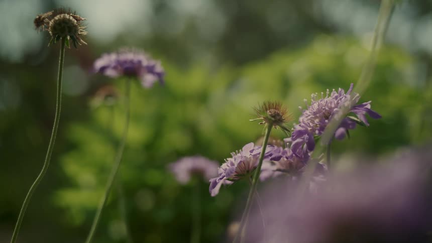 A closeup view of purple flowers in a garden with a blurred green background