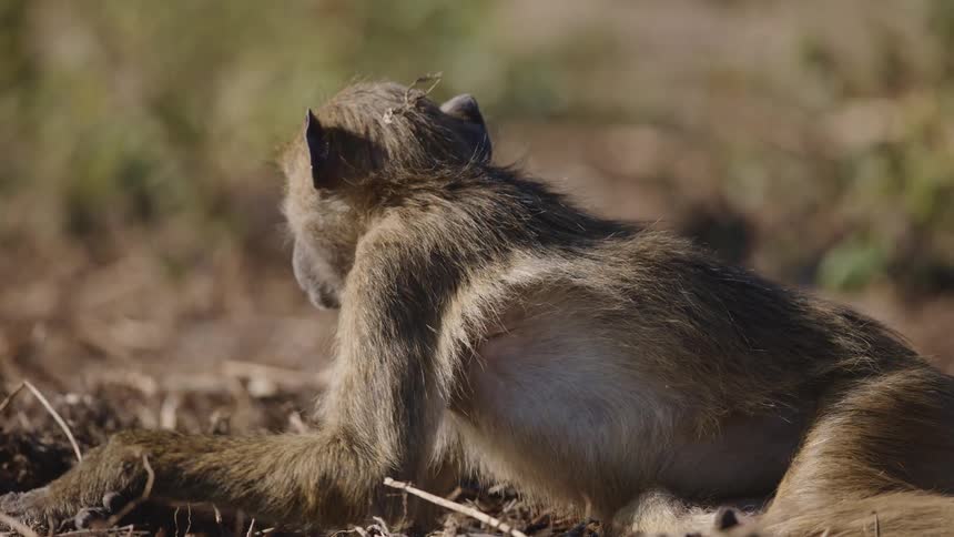 A small monkey is lying on the ground and there is another monkey approaching behind him