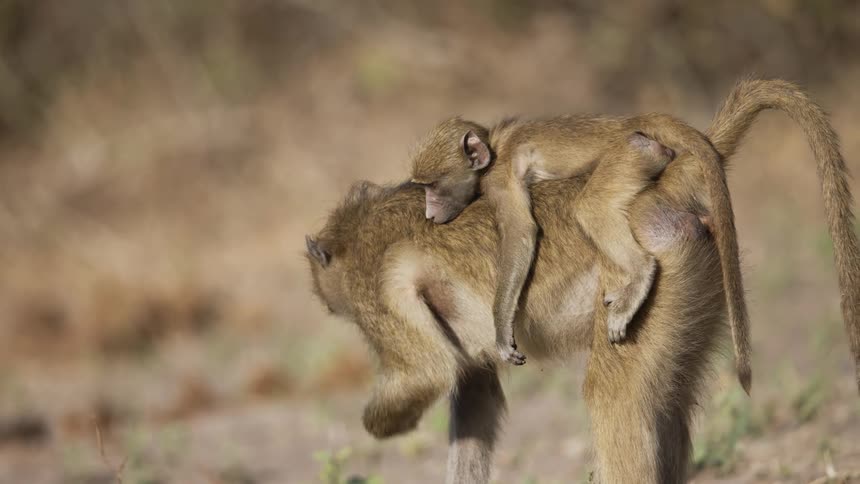 A baby monkey sleeps on the back of a grazing monkey