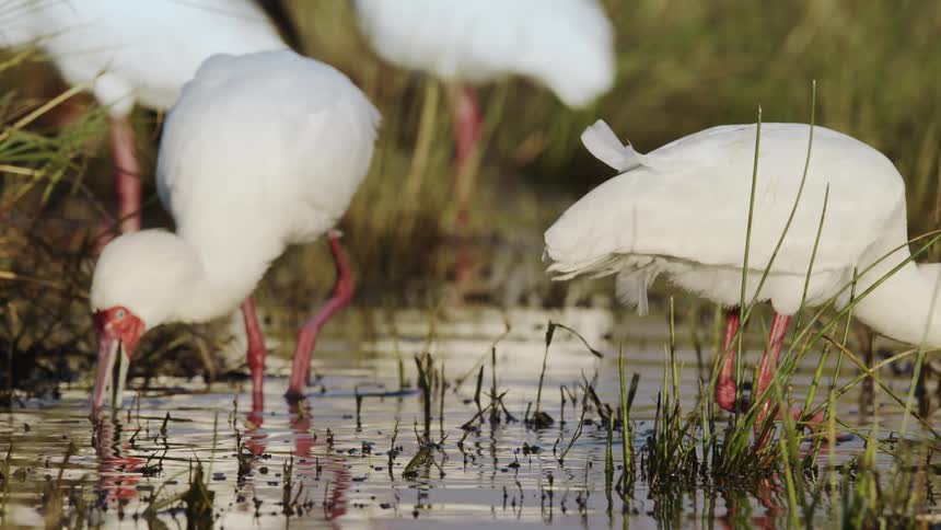 Some white ibis in a puddle of water are hunting for food