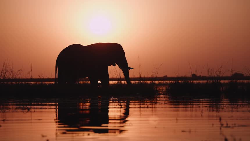 Elephant standing in shallow water using its trunk to bring plants and vegetation to its mouth under an orange sunset sky