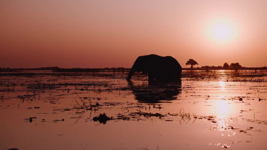 Silhouette of an elephant in a lake in the jungle with a sunset on the horizon