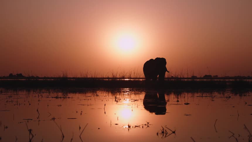 Silhouette of an elephant on the edge of a lake with a golden dawn sun on the horizon