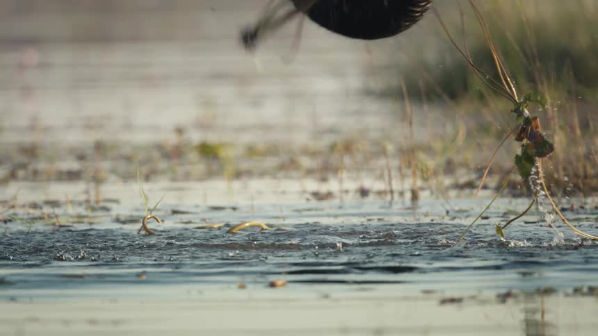Elephants trunk picking up aquatic plants in a jungle lake