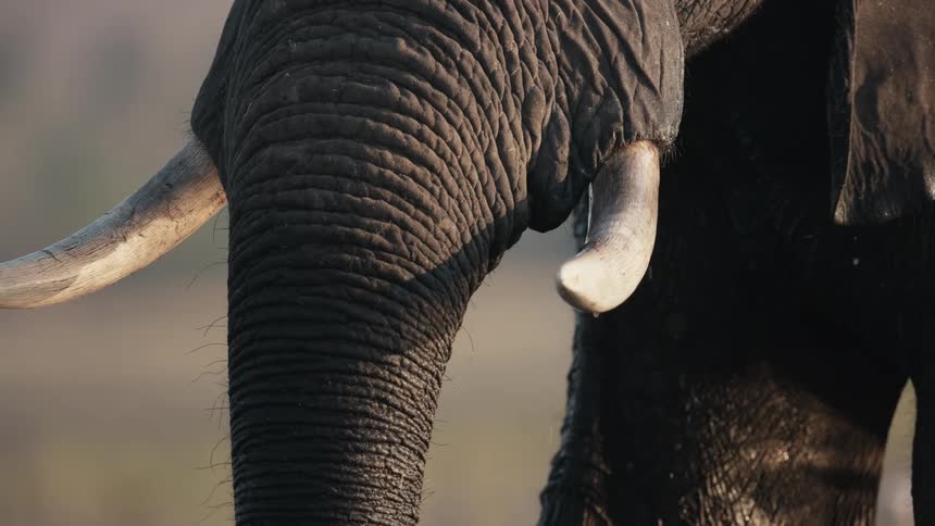 Trunk of an elephant picking up aquatic plants and eating them