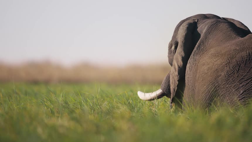 Elephant in a green field in the jungle eating leaves