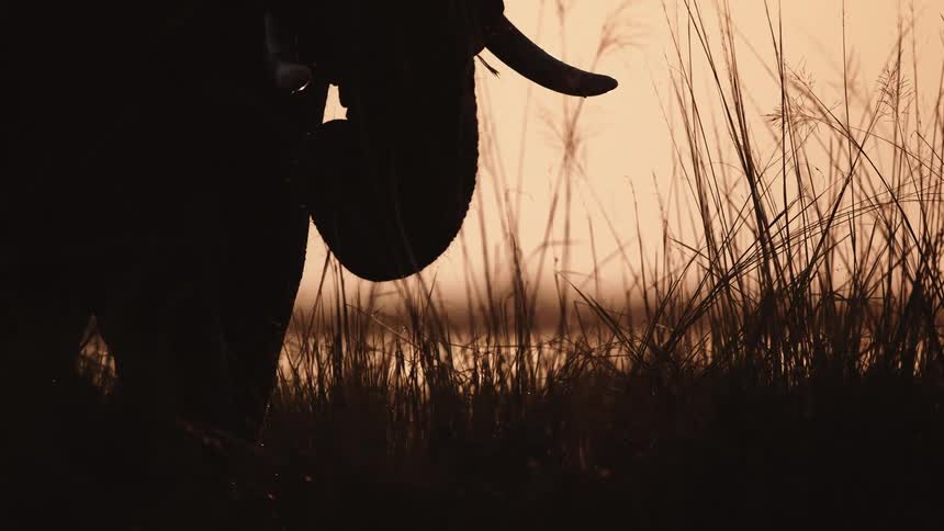 The elephant is eating the grass and drinking water