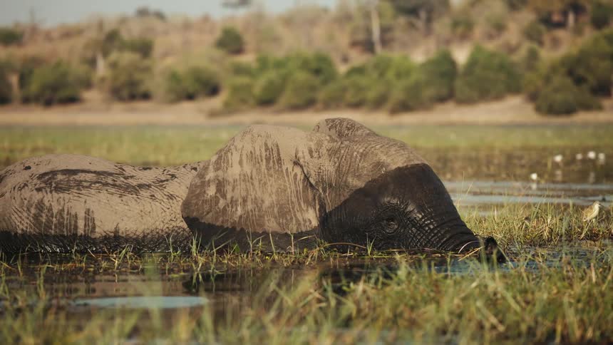 Elephant wades through water with a hill in the background