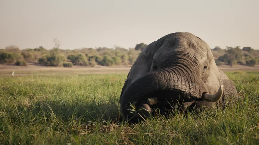 Elephant grazing in a field using its trunk to put dry grass and vegetation into its mouth