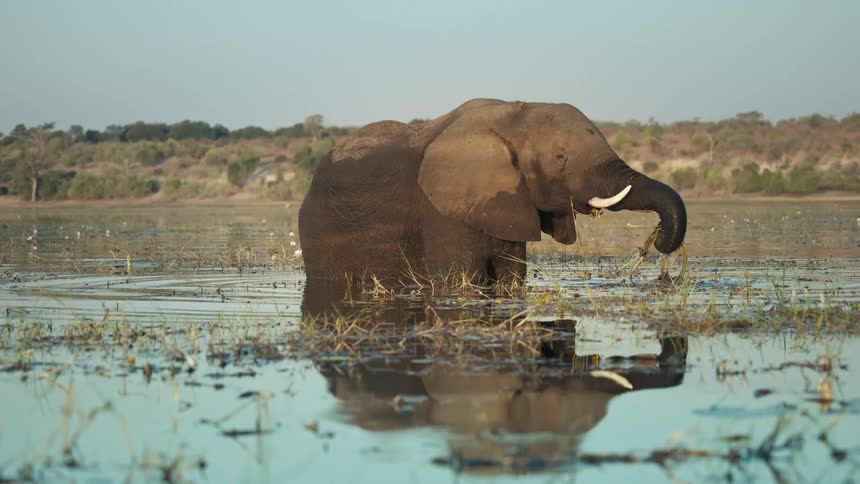 Elephant standing in water along the coast using its trunk to bring plants and vegetation to its mouth