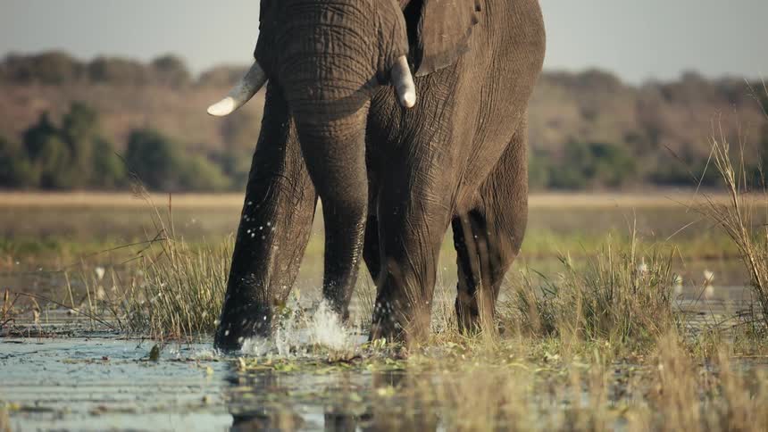 Elephant eating aquatic plants