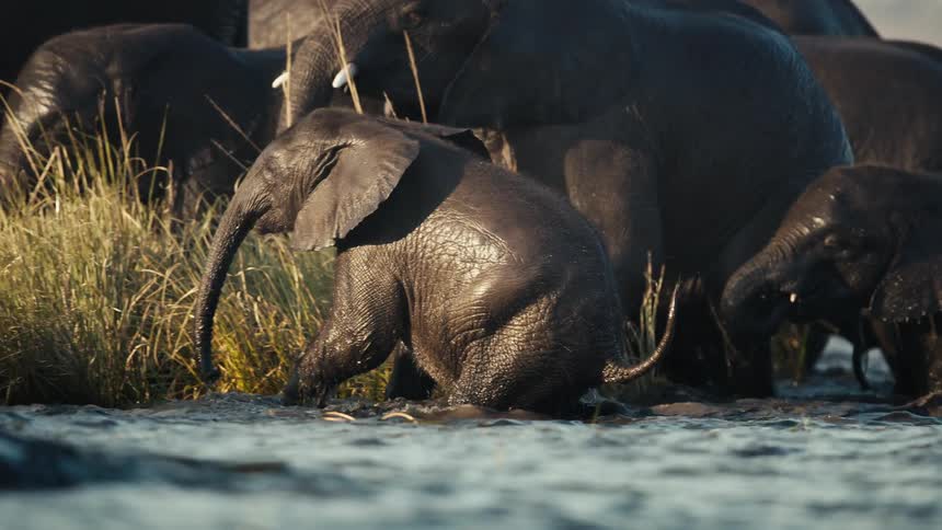 Baby and adult elephants walking through water in a jungle