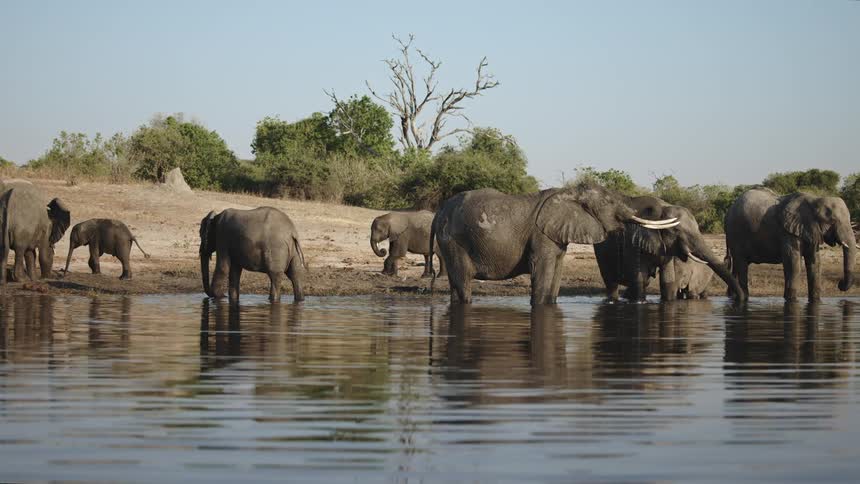 Elephants of different sizes drinking water in the jungle