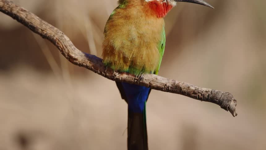 Colorful bird sits on a branch that shakes when another bird flies off