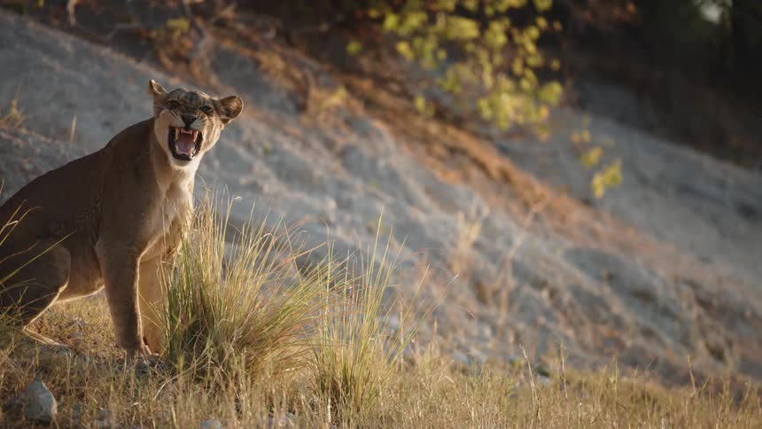 A lion roars while standing in a grassy area