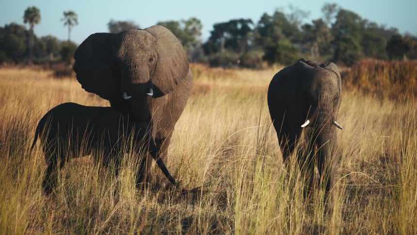 Small elephants in the dry grass in the jungle