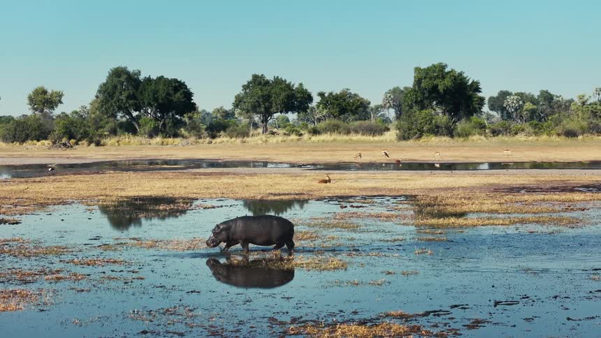 Hippopotamus walking in a shallow lake with birds around