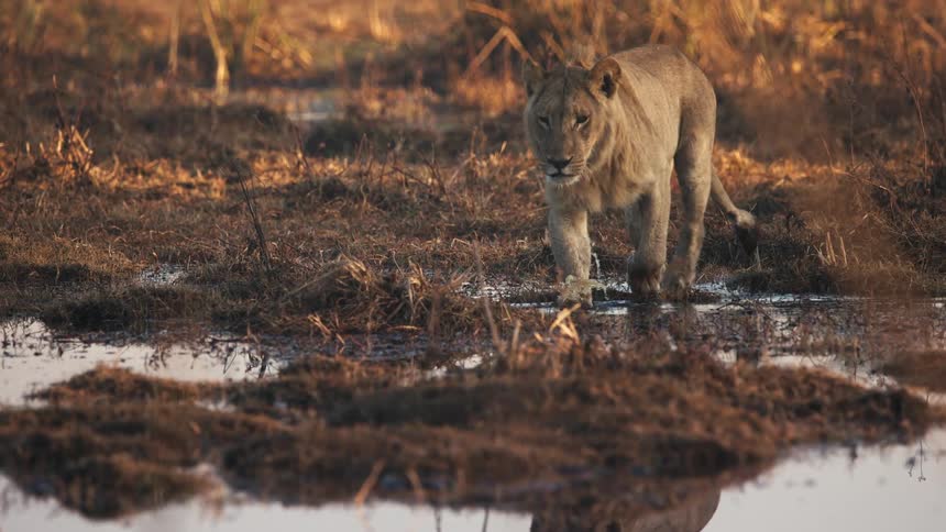Lion carefully crossing a puddle of water in the jungle